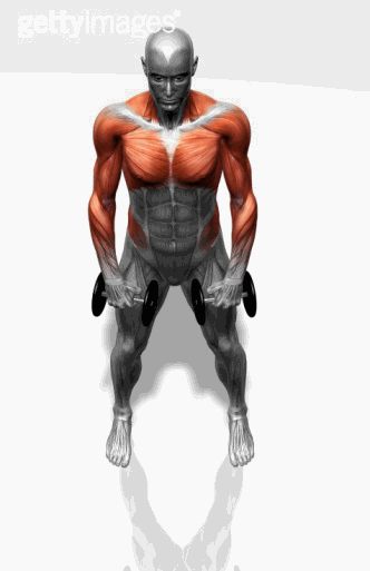 Strength training - Dynamic 3D illustrations