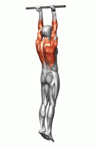 Strength training - Dynamic 3D illustrations