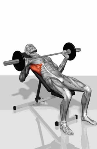 Strength training - Dynamic 3D illustrations