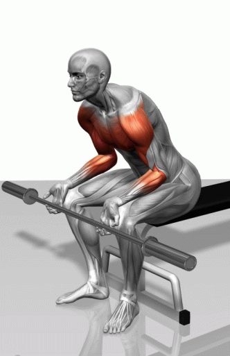 Strength training - Dynamic 3D illustrations