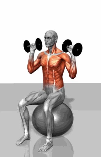 Strength training - Dynamic 3D illustrations