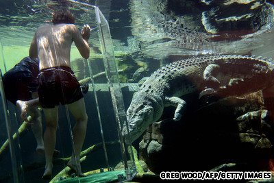 3. เข้าไปในกรงแห่งความตายเจอจระเข้ที่ออสเตรเลีย