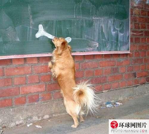 รวมภาพเฮฮา น่ารัก สไตล์สัตว์ทั้งหลาย