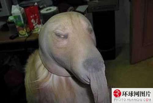 รวมภาพเฮฮา น่ารัก สไตล์สัตว์ทั้งหลาย