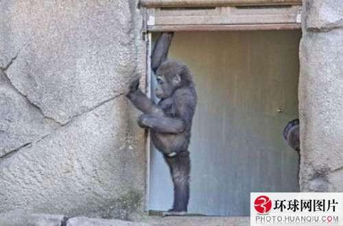 รวมภาพเฮฮา น่ารัก สไตล์สัตว์ทั้งหลาย