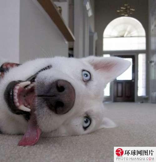 รวมภาพเฮฮา น่ารัก สไตล์สัตว์ทั้งหลาย
