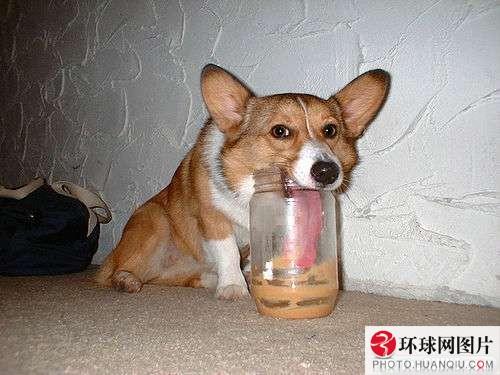 รวมภาพเฮฮา น่ารัก สไตล์สัตว์ทั้งหลาย