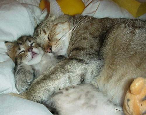 วันสบายสุดของน้องหมาน้องแมว