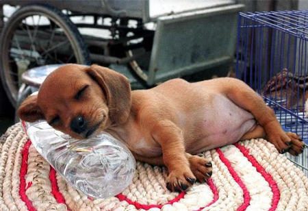 วันสบายสุดของน้องหมาน้องแมว