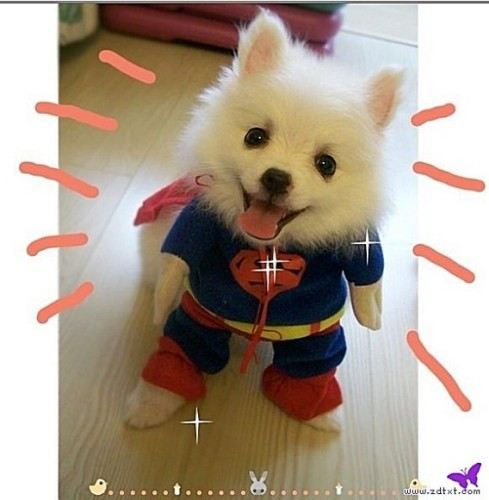 เมื่อน้องหมาทั้งหลายจะกลายร่างเป็นซุปเปอร์แมน