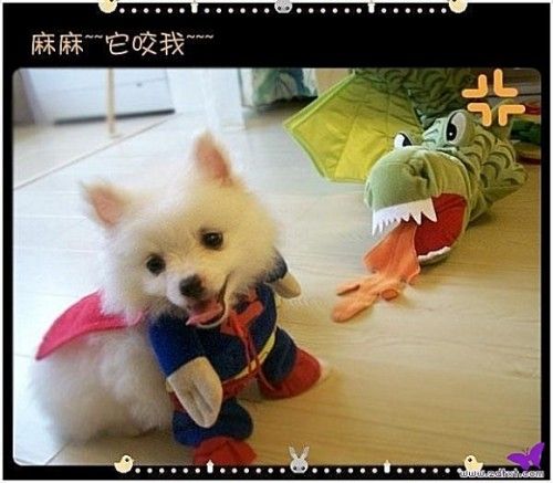 เมื่อน้องหมาทั้งหลายจะกลายร่างเป็นซุปเปอร์แมน