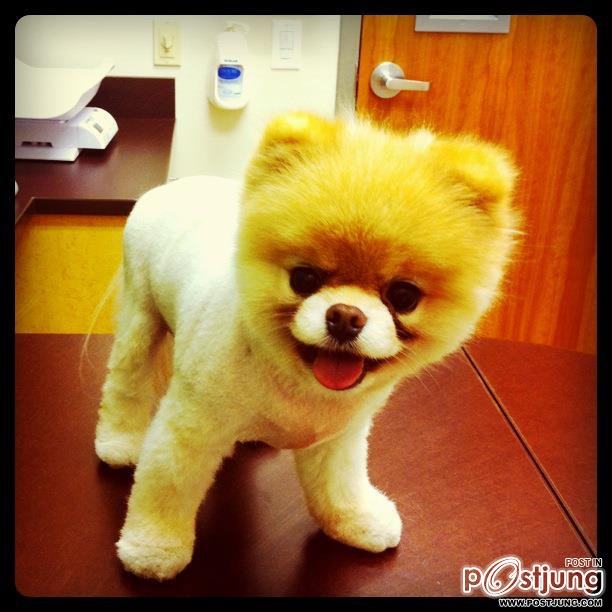 BOO สุนัขที่ได้ชื่อว่าเป็นสุนัขที่น่ารักที่สุดในโลก