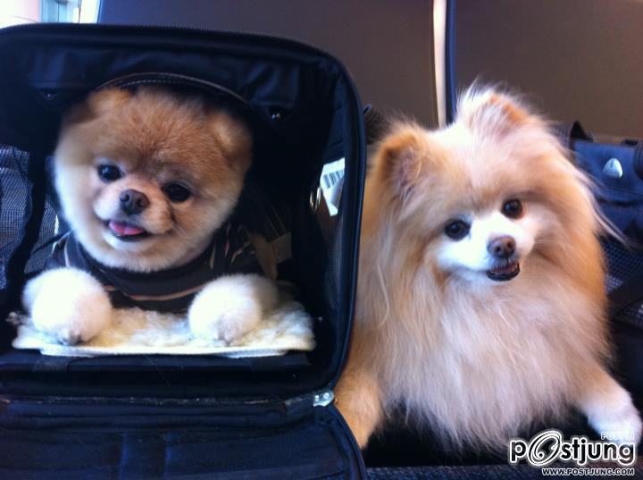 BOO สุนัขที่ได้ชื่อว่าเป็นสุนัขที่น่ารักที่สุดในโลก