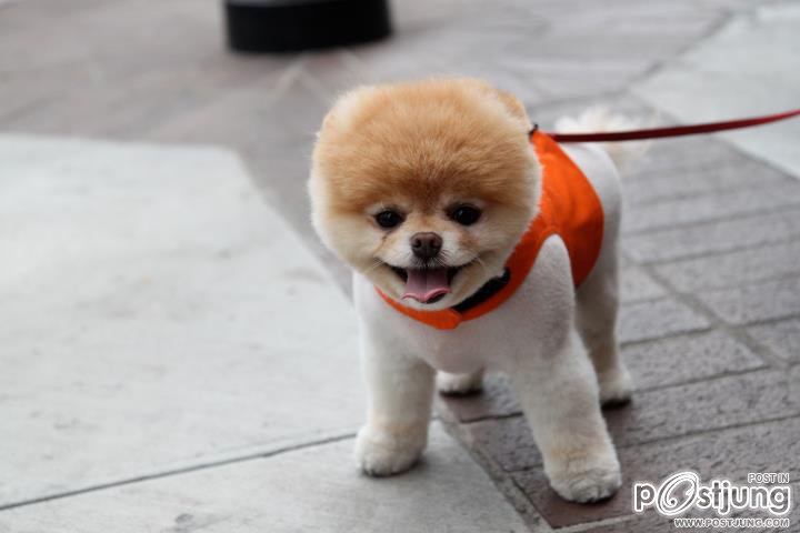 BOO สุนัขที่ได้ชื่อว่าเป็นสุนัขที่น่ารักที่สุดในโลก
