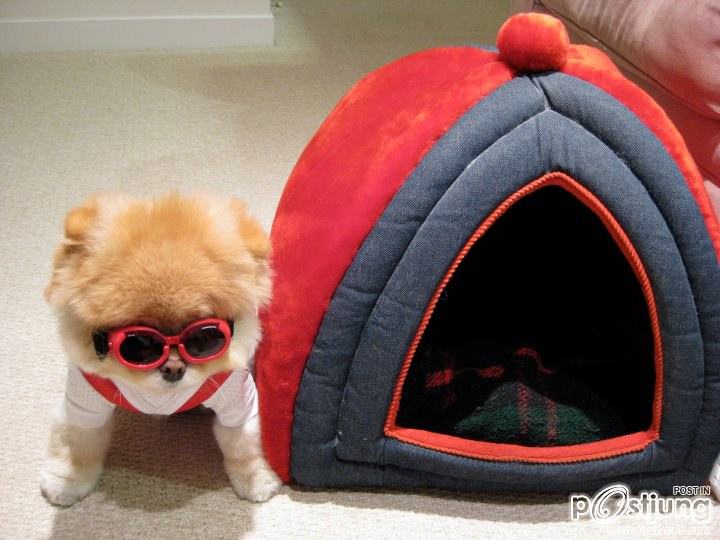 BOO สุนัขที่ได้ชื่อว่าเป็นสุนัขที่น่ารักที่สุดในโลก
