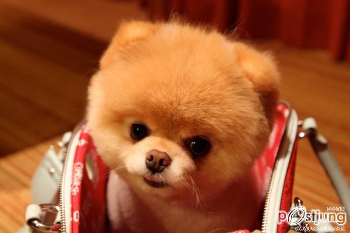 BOO สุนัขที่ได้ชื่อว่าเป็นสุนัขที่น่ารักที่สุดในโลก