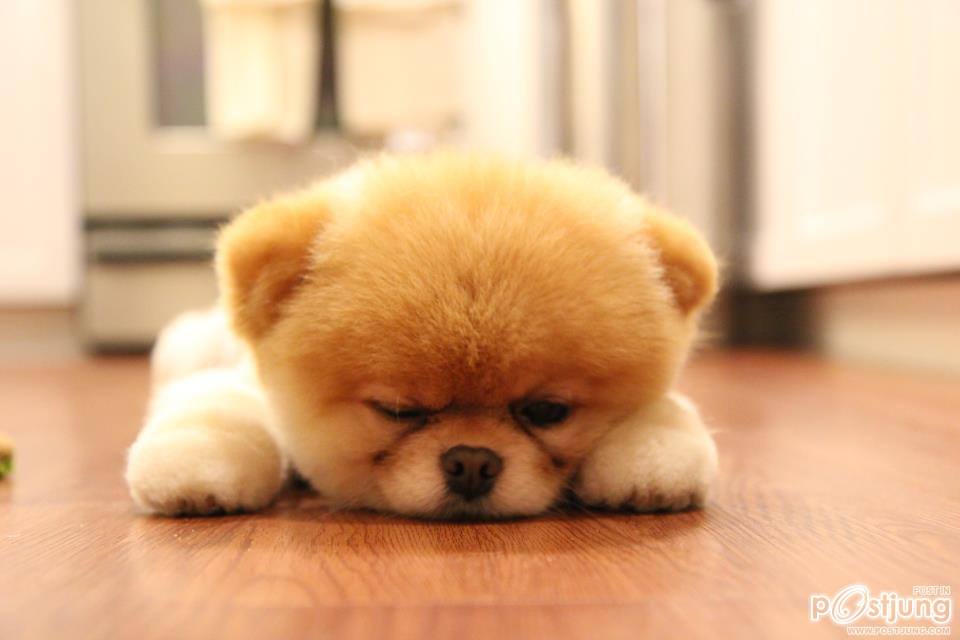 BOO สุนัขที่ได้ชื่อว่าเป็นสุนัขที่น่ารักที่สุดในโลก