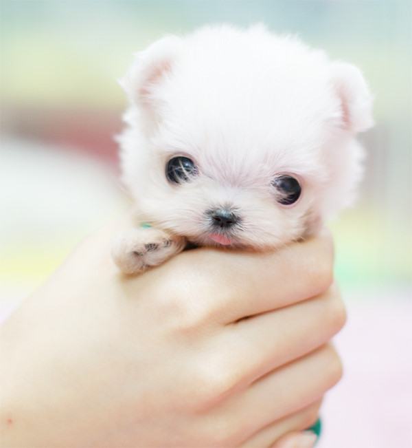 น้องหมา แอ๊บแบ๊ว!