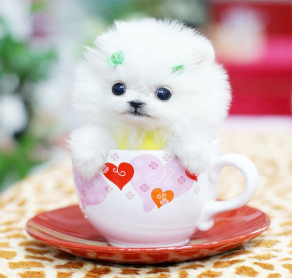 น้องหมา แอ๊บแบ๊ว!
