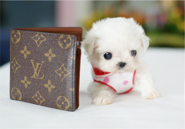 น้องหมา แอ๊บแบ๊ว!