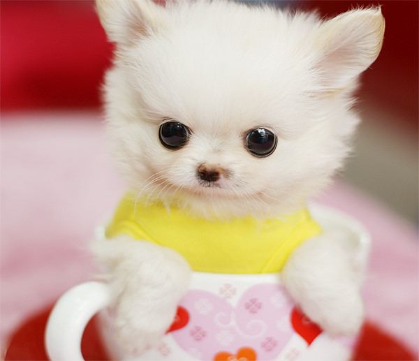 น้องหมา แอ๊บแบ๊ว!