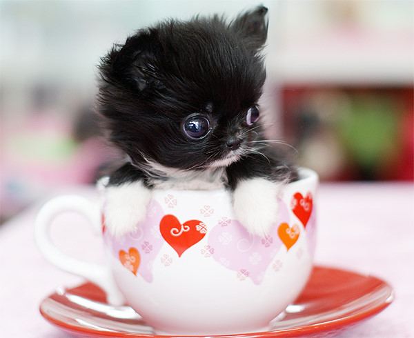 น้องหมา แอ๊บแบ๊ว!