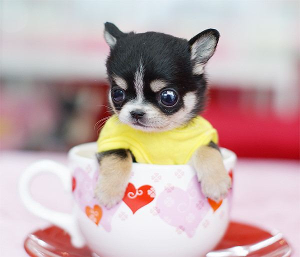 น้องหมา แอ๊บแบ๊ว!