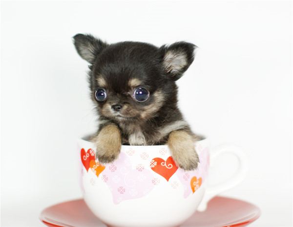 น้องหมา แอ๊บแบ๊ว!