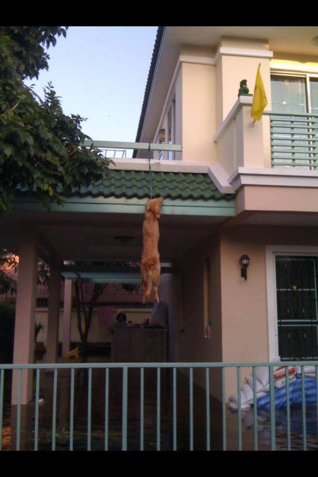 ผลของการหนีน้ำท่วม แล้วทิ้งหมาเอาไว้ที่บ้านตามลำพัง
