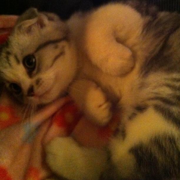 Taylor Swift ถ่ายรูปกับน้องแมวตัวใหม่สุดน่ารัก!!!