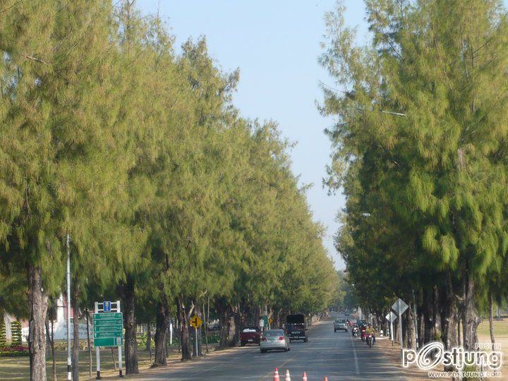 ทิวสน บริเวณทางเข้าฝั่งประตูสีฐาน