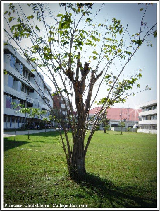 โรงเรียนจุฬาภรณราชวิทยาลัย บุรีรัมย์