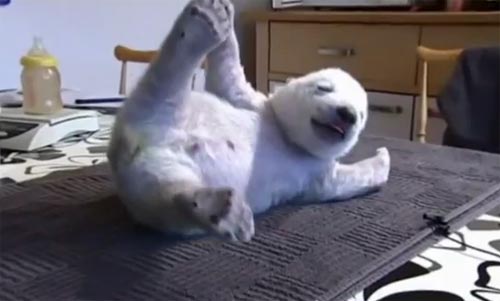 น่ารักง่ะ..หมีขั้วโลกน้อยหลับปุ๋ยเหมือนทารกน้อย