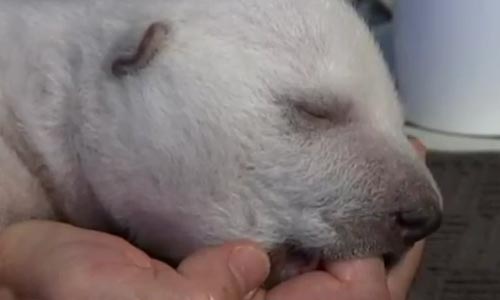 น่ารักง่ะ..หมีขั้วโลกน้อยหลับปุ๋ยเหมือนทารกน้อย