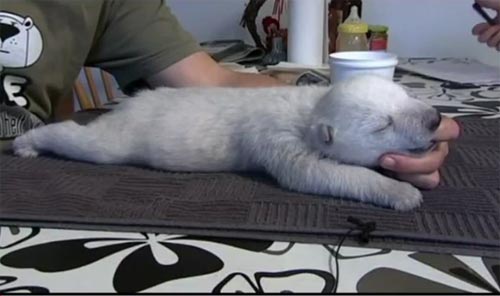 น่ารักง่ะ..หมีขั้วโลกน้อยหลับปุ๋ยเหมือนทารกน้อย