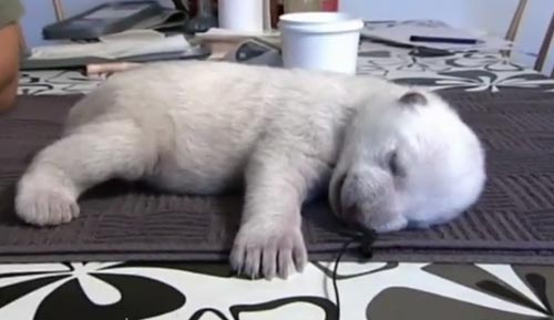 น่ารักง่ะ..หมีขั้วโลกน้อยหลับปุ๋ยเหมือนทารกน้อย