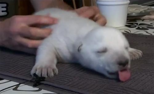 น่ารักง่ะ..หมีขั้วโลกน้อยหลับปุ๋ยเหมือนทารกน้อย