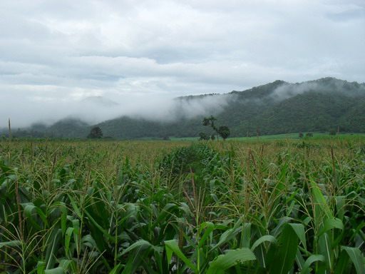 ที่ดินในอำเภอบ้านไร่ อุทัยธานี
