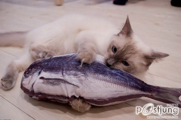 แมวเหมียวน่ารักๆ