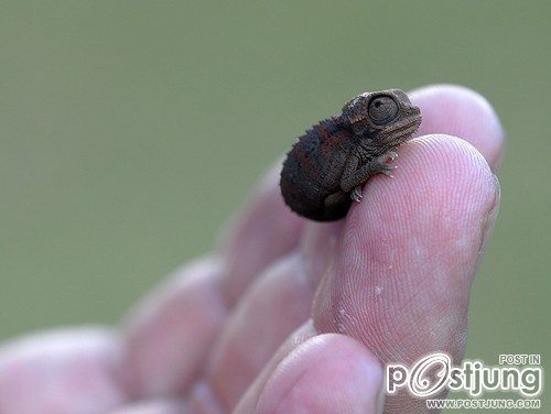 กิ้งก่า
