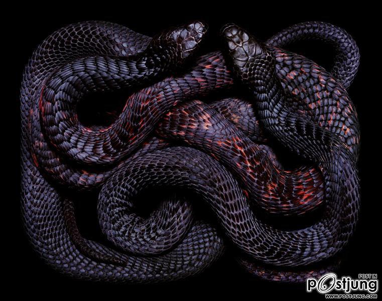 ภาพงูสวยๆ