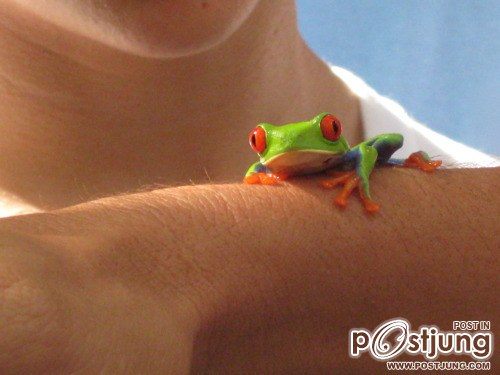 กบน่ารักๆ