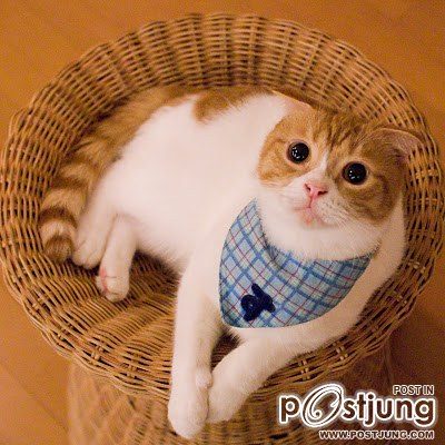 สัตว์โลกน่ารัก><" *1