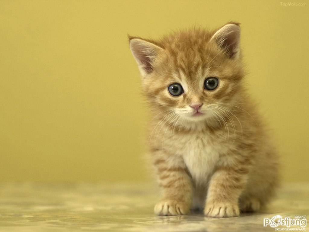 สัตว์โลกน่ารัก><" *1