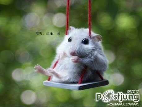 สัตว์โลกน่ารัก><" *1