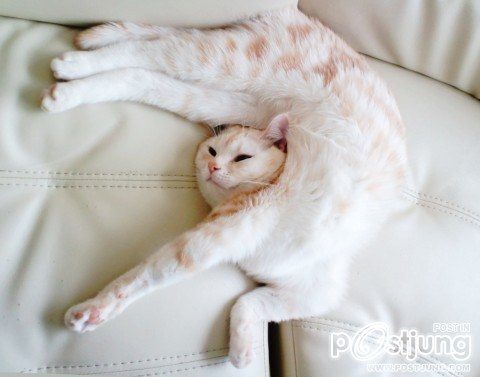 สัตว์โลกน่ารัก><" *1