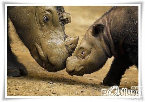 สัตว์โลกน่ารัก><" *1