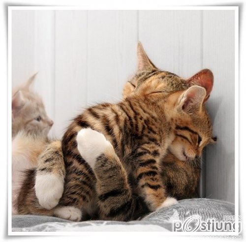 สัตว์โลกน่ารัก><" *1