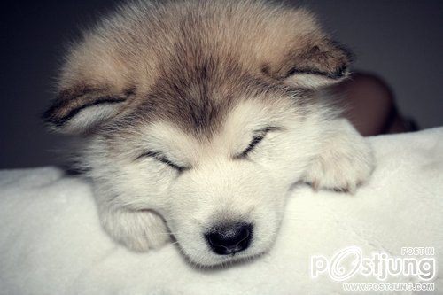 สัตว์โลกน่ารัก><" *1