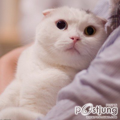 สัตว์โลกน่ารัก><" *1